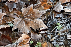 Platz 1 Monatsthema September 2021 Farbigkeit im Winter: Cäcilie van Hagen