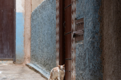 Markus Peters: Fotoreise nach Fès, Marokko