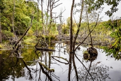 Heiner Ott Groovsche Loch
