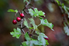 Heiner Ott Groovsche Loch