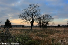 Hohes Venn