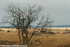 Hohes Venn
