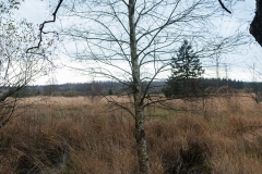 Hohes Venn