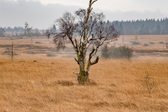 Hohes Venn