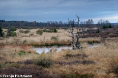 Hohes Venn