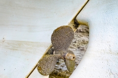 Platz 2 Monatsthema Diagonale/Schräge Franjo Hartmann