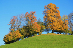 Dr. C.H. Bellinger: Vom Herbst zum Winter
