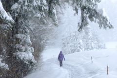 Dr. C.H. Bellinger: Vom Herbst zum Winter