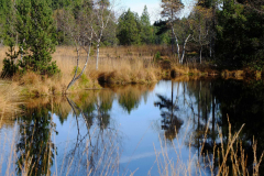 Dr. C.H. Bellinger: Vom Herbst zum Winter