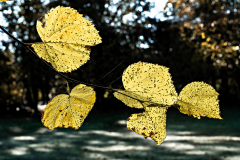 Monatsthema Herbstlaub: Platz 12 Wolfgang Rieck