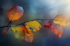 Monatsthema Herbstlaub: Platz 2 Taeko Winterberg