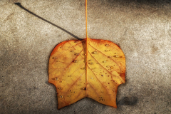 Monatsthema Herbstlaub: Platz 3 Sabine Neudorf