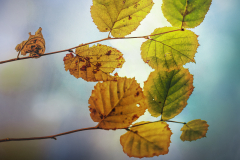 Monatsthema Herbstlaub: Platz 4 Franjo Hartmann