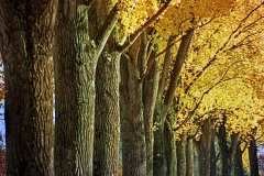 Monatsthema Herbstlaub: Platz 5 Dr.C.H. Bellinger
