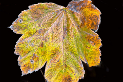 Monatsthema Herbstlaub: Platz 7 Gerry Gough