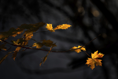 Monatsthema Herbstlaub: Platz 8 Klaus Kox