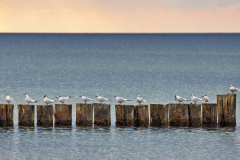 Platz 6  Monatsthema am Meer:  Reinhold Jung