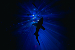 Platz 1 Monatsthema Blau: Wolfgang Rieck. Bildtitel: Hai.