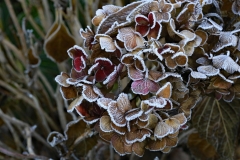Platz 7 des Monatsthemas Farbigkeit im Winter: Cäcilie van Hagen