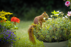 Platz 11 Monatsthema Safari durch den Garten: Taeko Winterberg