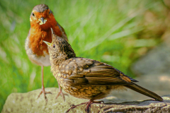 Platz 4 Monatsthema Safari durch den Garten: Dr.C.H.Bellinger