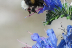 Platz 3 Monatsthema Safari durch den Garten: Christian Bochert