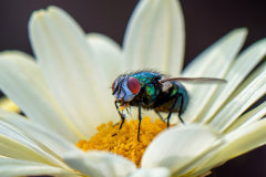 Platz 2 Monatsthema Safari durch den Garten: Reinhold Jung