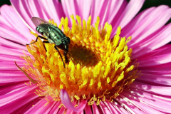 Platz 12 Monatsthema Safari durch den Garten: Anette Lefev