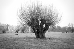 Oliver Heinz: Kopfweiden