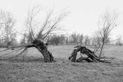 Oliver Heinz: Kopfweiden