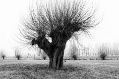 Oliver Heinz: Kopfweiden