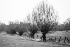 Oliver Heinz: Kopfweiden