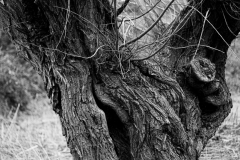 Oliver Heinz: Kopfweiden