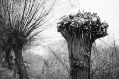 Oliver Heinz: Kopfweiden