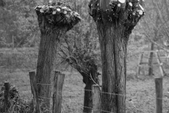 Oliver Heinz: Kopfweiden