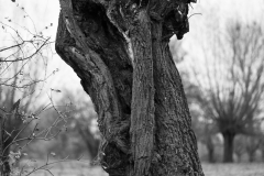 Oliver Heinz: Kopfweiden