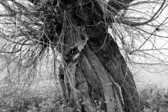 Oliver Heinz: Kopfweiden