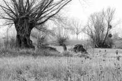 Oliver Heinz: Kopfweiden