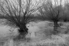 Oliver Heinz: Kopfweiden