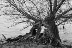 Oliver Heinz: Kopfweiden