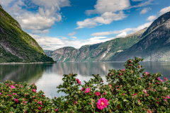 Franjo Hartmann: Norwegen