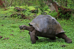 Anette Lefev: Galapagos - Riesenschildkroete