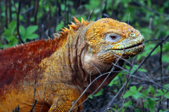 Anette Lefev: Galapagos - Landleguan Drusenkopf