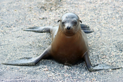 Anette Lefev: Galapagos-Seeloewe