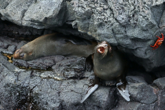 Anette Lefev: Galapagos-Seebaer