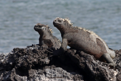 Anette Lefev: Galapagos - Meeresechsen