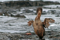 Anette Lefev: Galapagos-Flugunfaehiger Kormoran