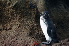 Anette Lefev: Galapagos-Pinguin
