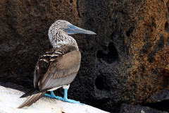 Anette Lefev: Galapagos-Blaufusstoelpel