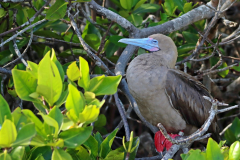 Anette Lefev: Galapagos-Rotfusstoelpel